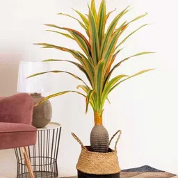 casacraft from pepperfry Artificial Red Green Dracaena Plant Realistic Green Decorative Plant (Red)-picture-30