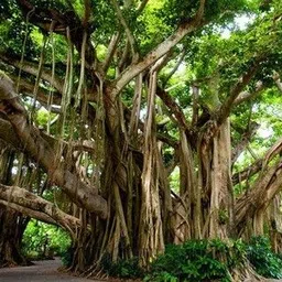 easyseeds Banyan, Vad Tree, Bargad Tree, Vatavriksh Seed-picture-11