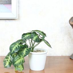 foliyaj Arrowhead Multicolour Plastic & Polyester Artificial Plant With Pot-picture-15