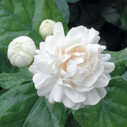 prev Jasmine Seed-picture-15