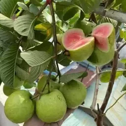 new debnathnursery Guava Plant image 1