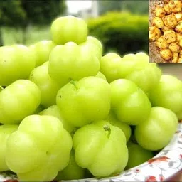 organicearth Star Gooseberry Plant-picture-27