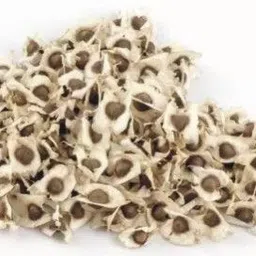 grassland Moringa PKM1 Hybrid (Drumstick Seed) Seed image 4