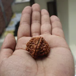 divine souvenirs Yashvriddhi 2 Mukhi India Natural with Lab testing Certificate Wood Pendant image 2