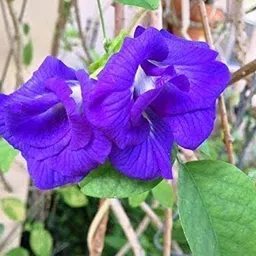 pgd Blue Shankupushpam/Aparajitha/Sangu Poo/Clitoria ternatae Seed image 4