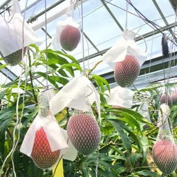 fsk Mango Plant image 3