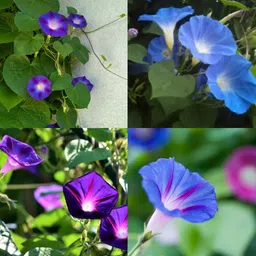 ibains Morning glory seeds for planting no of seeds 18 Seed-picture-15