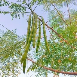 silba Drumstick Seed, Moringa Seed, Sahjan Seed, Sajna Bij Seed image 2