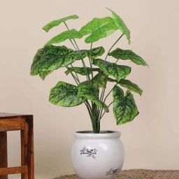 foliyaj 18 Leaf Dark Green Alocasia Plant Bunch 2 Feet Tall without Pot-picture-23