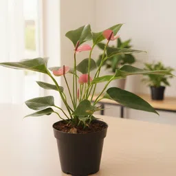 plant paradise co Anthurium Plant-picture-43