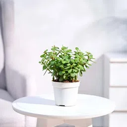 mamoni traders Jade Plant-picture-13
