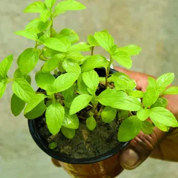 florafusion Tulsi Plant-picture-10