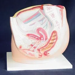 labgo Human Female Pelvis Section Model Anatomical Teaching 0011-picture-24