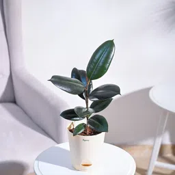 ugaoo Rubber Tree image 5