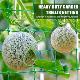 grinny Plant Climbing Net & 15.5Ft x 6Ft Creeper Support Gardening Netting Green Colour Garden Tool Kit image 3