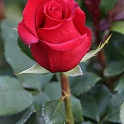 greenhousestore Rose Plant-picture-19