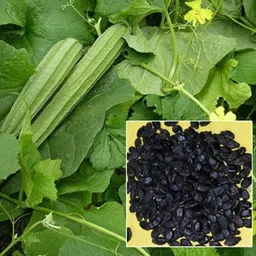mamoni traders Ridge Gourd Seed, RG-35 Organic Seed For Vegetable Gardening, Ridge Gourd Hybird Seed image 3