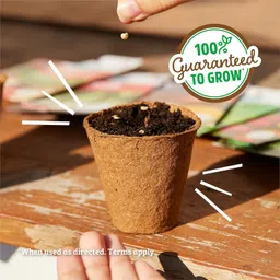 qualtivate JXL-8AT Brinjal Green Round Vegetable F1 Hybrid Seed image 4