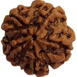 aurra stores 100 % Original & Natural Nine Face Rudraksha 9 Mukhi Rudraksh With JGL Lab Certified Wood Pendant image 2
