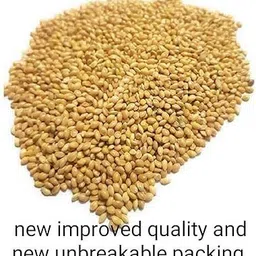 petbuddies world Quality kangni Seed Bird Food Foxtail Millet Seeds for Birds 0.5 KG Pack Fruit 0.5 kg Dry Adult, Senior, Young Bird Food image 4