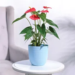 ugaoo Verona Multicolour Plastic (Set of 5) Planters image 2