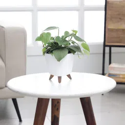 ugaoo Oxycardium Green Plant With Lagos White Plastic Pot-picture-17