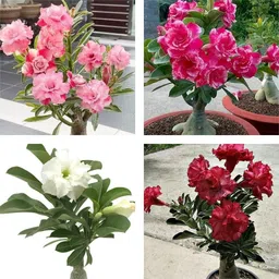 afartiobina Adenium Plant-picture-17