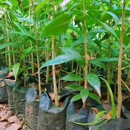 aaranyaa enterprises Agarwood Plant-picture-20