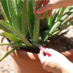 click tree hub Aloe Vera Plant image 2