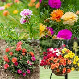 ibains 10 o clock flower seeds Seed image 2