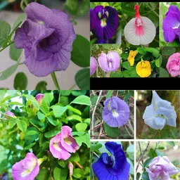 sbains Aprajita Plants Seeds no of seeds 20 Seed image 2