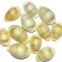 akshayshree sales Lakshmi Peeli/Yellow Kawri Kodi Peeli Cowrie Sea Shell | Laxmi and Diwali Pooja Article Kaudi Shells (Natural Yellow) - Set of 11 Stoneware Yantra-picture-17