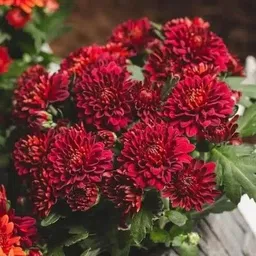 florafusion Chrysenthemum Plant image 1