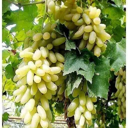 cloud farm Grapes Plant image 1