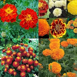 ibains Marigold seeds mixed pack of 51 Seed-picture-14
