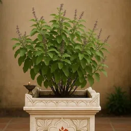 florafusion Tulsi Plant image 5