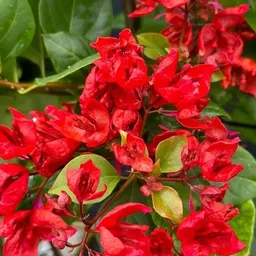 florafusion Bougainvillea Plant image 3