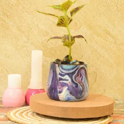 sone key chidiya Braxton Iron Multicolour Desk Pot image 1