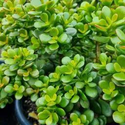 petalpath Crassula Plant-picture-37