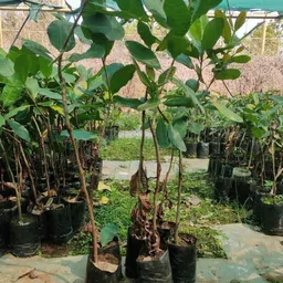 platone Cashew Plant-picture-14