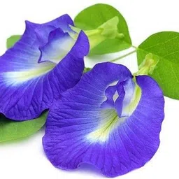jsr organics Aprajita, Clitoria Ternatea, Shankha pushpa Seed image 2