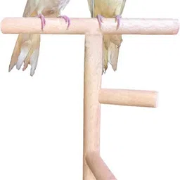 13 Inches / 33 cm Natural Wood Training cum Exercise 2 Stairs Playful Perch Bird Stand / Bird Toy Wooden Training Aid, Stick For Bird-image-31