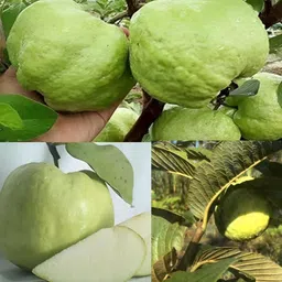 cloud farm Guava Plant-picture-15