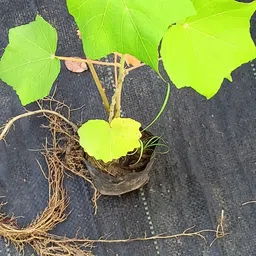 aquinnah Lotus Plant-picture-10
