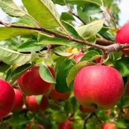 aro Apple Seed image 3