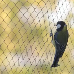 riddhi siddhi Pigeon Control Anti Bird Net 15 Foot X 8 Foot In 120 Sq.Ft Camping Net image 4