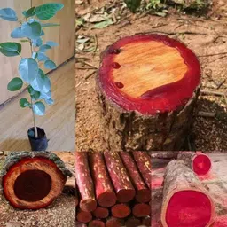 cloud farm Red Sandalwood Plant-picture-13