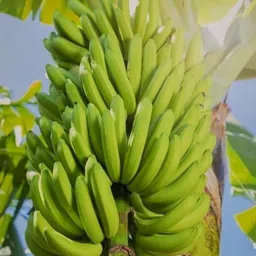 shyam Kacha BANANA Plant. Seed-picture-26