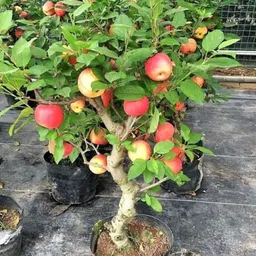 cloud farm Apple Plant-picture-27