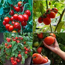 ibains Hybrid tomato seed pack of 190 Seed-picture-14